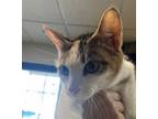 Pink (Purrfect Day Cafe) Domestic Shorthair Adult Female