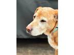 Adopt Wilbur a Labrador Retriever