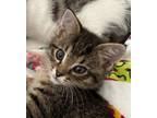 Adopt Timmy (bonded with Tommy) a Domestic Short Hair