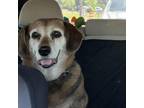 Adopt Doug a Beagle