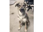 Adopt Goofy a Shepherd