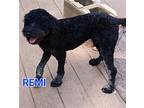 REMI 985113008301892 Poodle (Miniature) Young Male