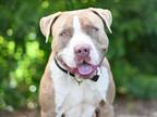 Adopt JOEY a American Staffordshire Terrier