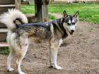 Adopt Koda a Siberian Husky