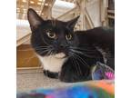 Adopt Calliber a Domestic Short Hair