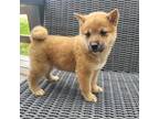 Shiba Inu Puppy for sale in Seymour, MO, USA