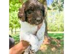 Newfoundland Puppy for sale in Alto, GA, USA