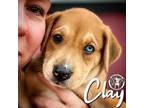 Adopt Clay Barc a Shepherd, Mixed Breed