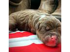 Olde English Bulldogge Puppy for sale in Hinckley, MN, USA