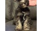 Schnauzer (Miniature) Puppy for sale in Durant, OK, USA