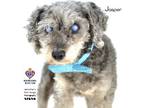 Adopt Jasper a Poodle