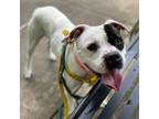 Adopt Moscow a Pit Bull Terrier, Mixed Breed
