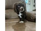 Cocker Spaniel Puppy for sale in Mission, TX, USA