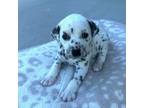 Dalmatian Puppy for sale in Denham Springs, LA, USA