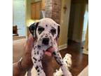 Dalmatian Puppy for sale in Denham Springs, LA, USA