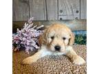 Goldendoodle Puppy for sale in Cedar Bluffs, NE, USA