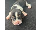 Basset Hound Puppy for sale in Missouri City, TX, USA