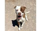 Adopt JOYBOY a Pit Bull Terrier, Mixed Breed