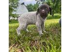 German Shorthaired Pointer Puppy for sale in Seneca, KS, USA