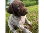 German Shorthaired Pointer Puppy for sale in Seneca, KS, USA