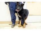 Adopt RONALD a German Shepherd Dog, Mixed Breed