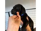 Great Dane Puppy for sale in Madison, NC, USA