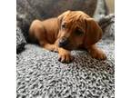Rhodesian Ridgeback Puppy for sale in Carthage, NY, USA