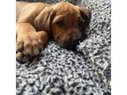 Rhodesian Ridgeback Puppy for sale in Carthage, NY, USA