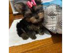 Yorkshire Terrier Puppy for sale in Brooklyn, NY, USA