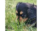 Dachshund Puppy for sale in Billings, MT, USA