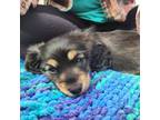 Dachshund Puppy for sale in Billings, MT, USA