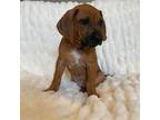 Rhodesian Ridgeback Puppy for sale in Arvada, CO, USA