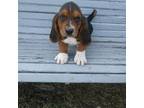 Basset Hound Puppy for sale in Bethany, MO, USA