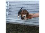 Basset Hound Puppy for sale in Bethany, MO, USA