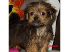 Shorkie Tzu Puppy for sale in Wentworth, MO, USA