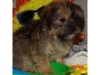 Shorkie Tzu Puppy for sale in Wentworth, MO, USA