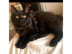 Adopt Flufferton a Domestic Medium Hair