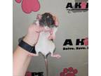 Adopt Franky a Rat