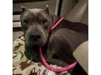 Adopt Howie a American Staffordshire Terrier