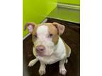 Adopt Blaze a Pit Bull Terrier, Mixed Breed