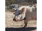 Adopt Wilbur a Pig