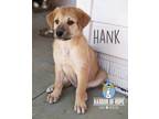 Adopt Country Litter: Hank a Belgian Shepherd / Malinois, Anatolian Shepherd