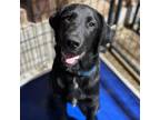 Adopt Winston a Black Labrador Retriever