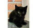 Onyx Domestic Shorthair Kitten Male