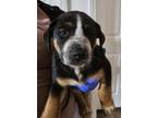 Adopt Phil (Nala Puppy 4) a Boxer, German Shepherd Dog