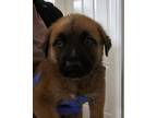 Adopt Dil (Nala Puppy 7) a Boxer, German Shepherd Dog