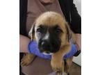 Adopt Chuckie (Nala Puppy 6) a Boxer, German Shepherd Dog