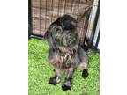 Adopt King Julien a Yorkshire Terrier, Mixed Breed