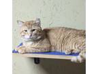 Adopt Ben a Domestic Short Hair