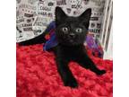 Adopt Limbo a Domestic Short Hair